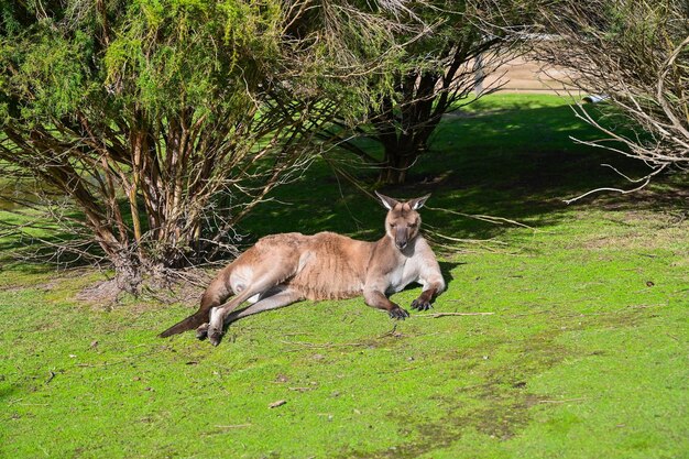 Photo le kangourou sur l'herbe sanctuaire au clair de lune melbourne australie