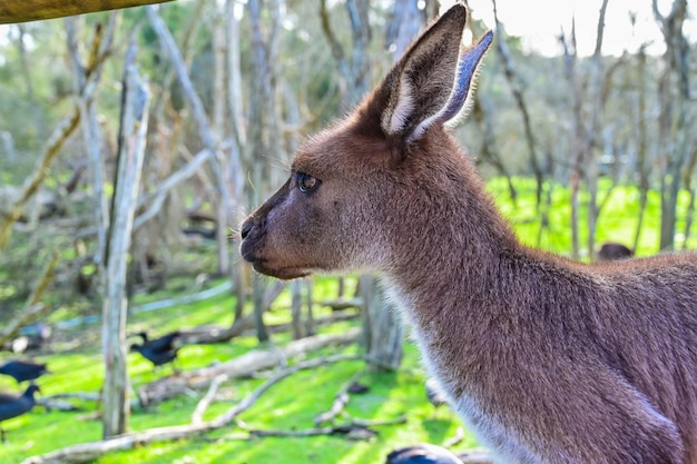 Le kangourou sur l'herbe Sanctuaire au clair de lune Melbourne Australie