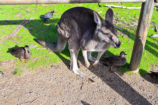 Le kangourou sur l'herbe Sanctuaire au clair de lune Melbourne Australie