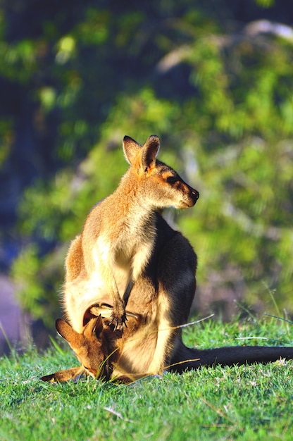 Un kangourou avec un joey sur le terrain
