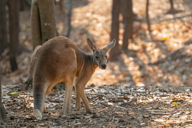 Kangourou rouge