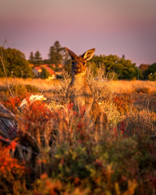 Photo un kangourou se cache dans l'herbe et les buissons au coucher du soleil