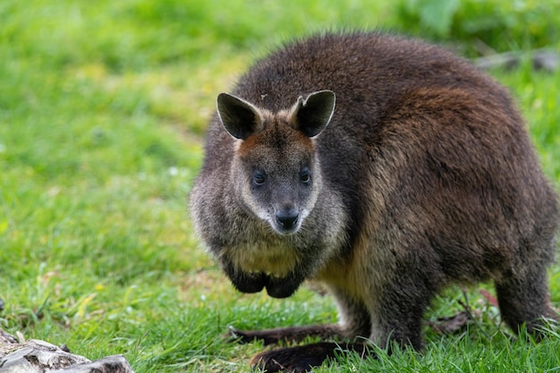 Le kangourou sur terre