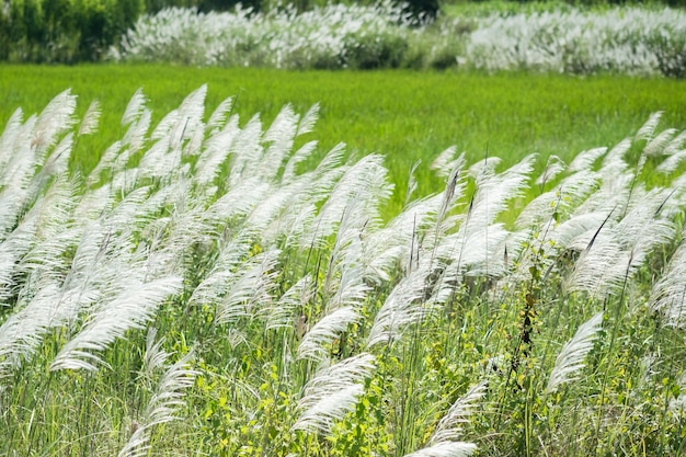 Kans herbe, Saccharum spontaneum dans le vent