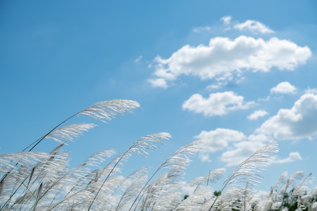 Photo kans herbe, saccharum spontaneum dans le vent