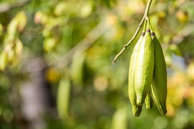 Kapok fruit vert sur les branches d'arbres détail