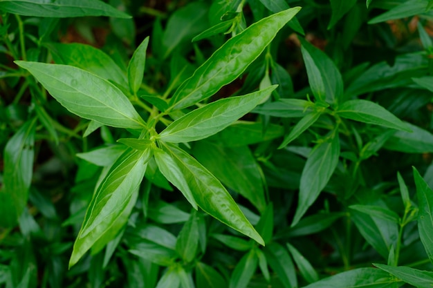 Kariyat Thai phytothérapie herbes feuilles de plantes biologiques, nom scientifique Andrographis paniculata Wall ex Ness C'est dans la famille des Acanthaceae