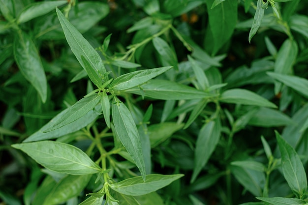 Kariyat Thai phytothérapie herbes feuilles de plantes biologiques, nom scientifique Andrographis paniculata Wall ex Ness C'est dans la famille des Acanthaceae