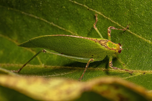 Katydide à feuilles adulte