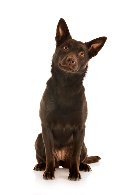 Kelpie australien devant fond blanc