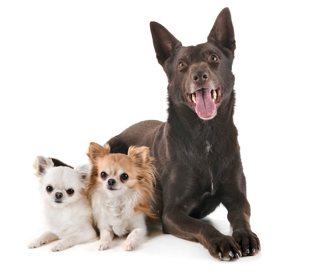 Kelpie et chihuahuas australiens