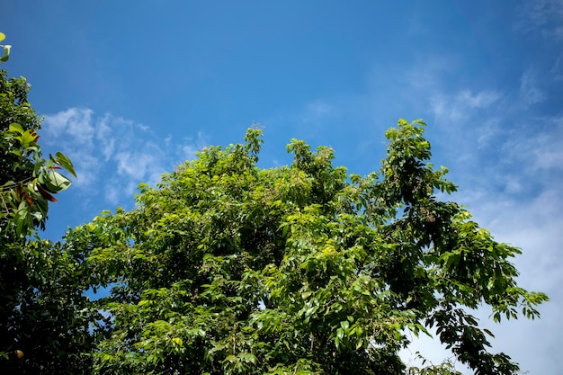 Photo kenari canarium sp feuilles vertes avec un fond bleu du ciel