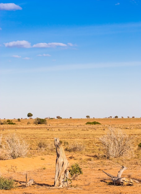 Photo kenya, parc national de tsavo est. au milieu de la savane, avec un magnifique ciel bleu