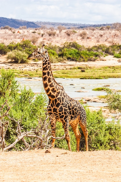 Kenya, parc national de Tsavo Est. Girafe gratuite à la lumière du coucher du soleil.