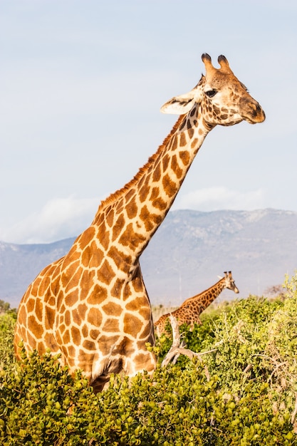 Kenya, parc national de Tsavo Est. Girafe gratuite à la lumière du coucher du soleil.