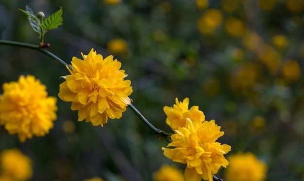 Kerria japonica, un bel arbuste à fleurs jaunes