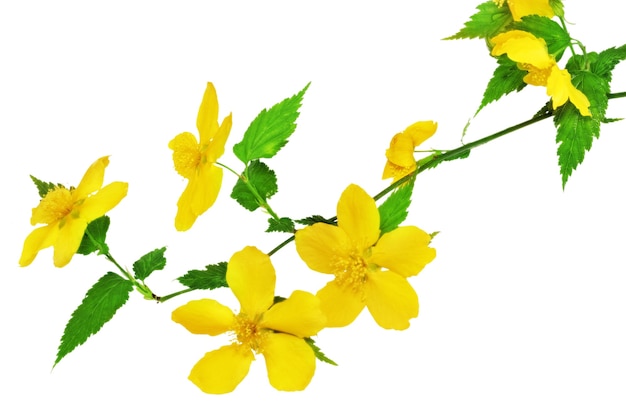 Kerria Japonica Fleurs sauvages jaunes isolés sur fond blanc.