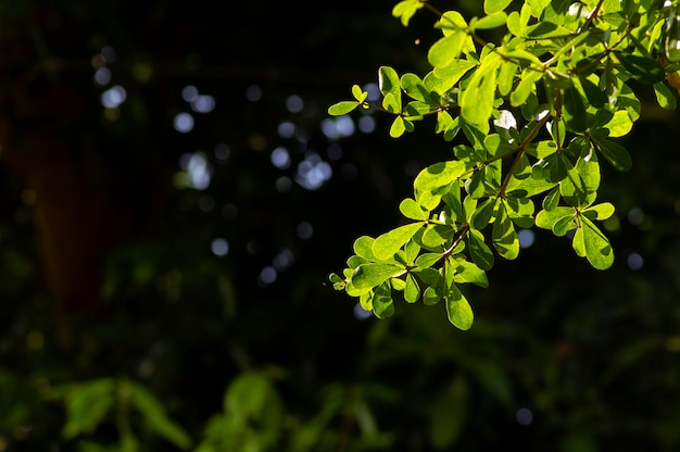 Ketapang Kencana Terminalia mantaly amande de Madagascar feuilles vertes fond naturel