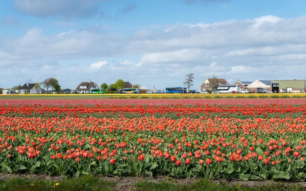 Keukenhof, également connu sous le nom de Jardin de l'Europe, est l'un des plus grands jardins de fleurs au monde