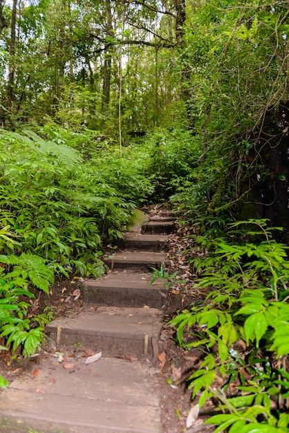 Kew Mae Pan Nature Trail Sentier de randonnée menant à travers la jungle
