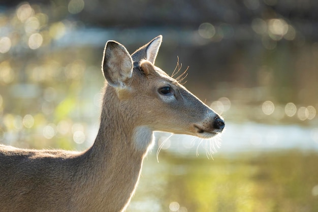 Key Deer dans son habitat naturel dans le parc d'état de Floride