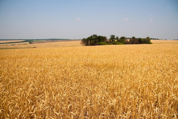 Kharkiv Ukraine Le blé doré mûrit dans un champ agricole où les céréales sont récoltées Grains de céréales dorées