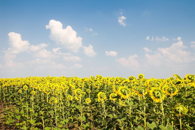 Kharkov Ukraine Les champs de tournesol avec tournesol fleurissent sur le fond du ciel les jours ensoleillés et par temps chaud Le tournesol est un champ populaire planté pour la production d'huile végétale