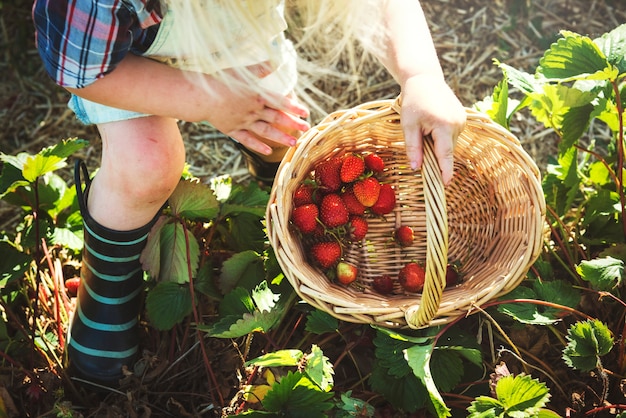 Kid dans une ferme de fraises