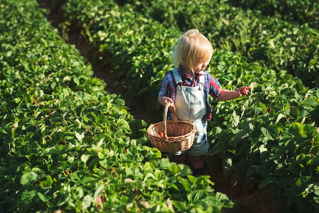 Kid dans une ferme de fraises