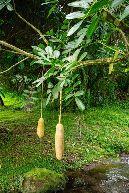 Kigelia est un genre de plantes à fleurs de la famille des Bignoniacées. Kigelia africana