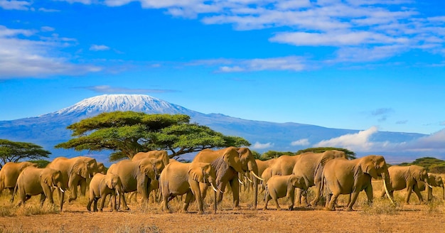 Photo le kilimandjaro et les éléphants africa kenya