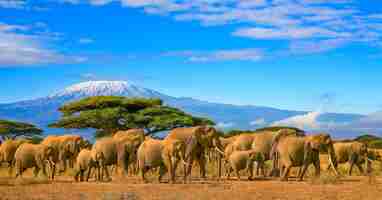 Photo le kilimandjaro et les éléphants africa kenya