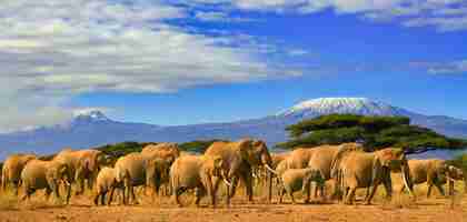 Photo le kilimandjaro et les éléphants africa tanzanie