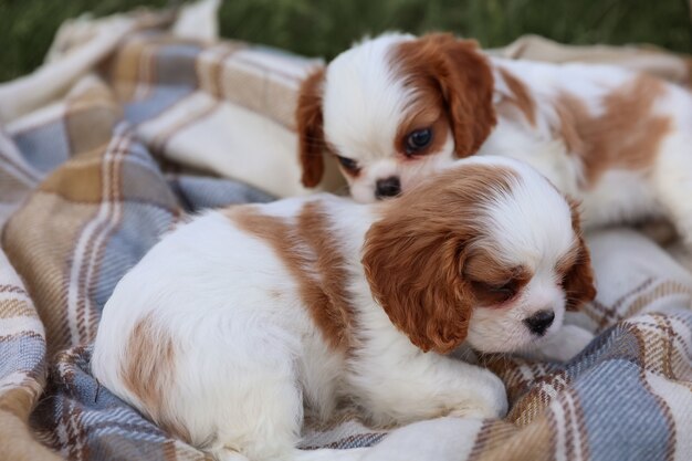 King Charles chiots épagneuls sur une couverture sur l'herbe en été chaud