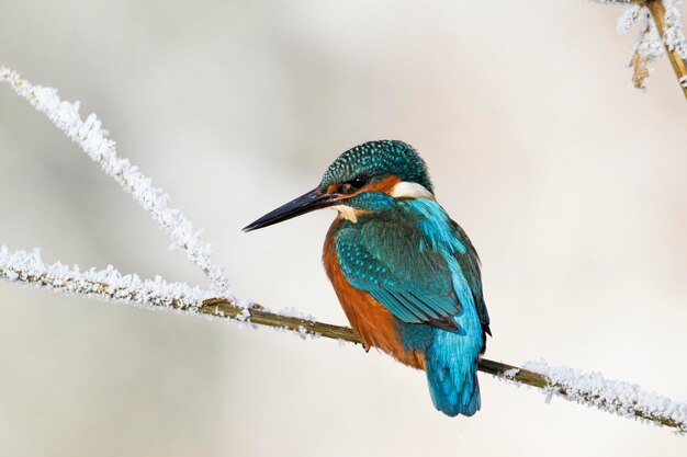 Photo kingfisher alcedo à cet oiseau seul sur la perche glaciale des midlands