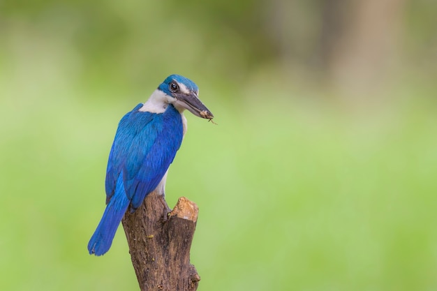 Kingfisher à collier