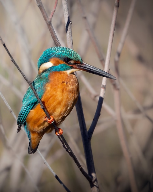 Kingfisher commun (Alcedo atthis) assis sur une belle scène. Martin Pescador.