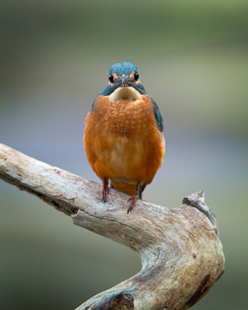 Photo kingfisher commun (alcedo atthis) assis sur une belle scène. martin pescador.