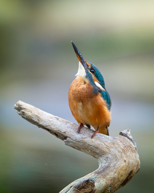 Photo kingfisher commun (alcedo atthis) assis sur une belle scène. martin pescador.