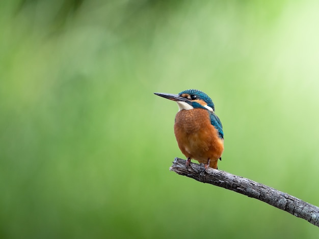 Photo kingfisher commun assis sur une belle branche