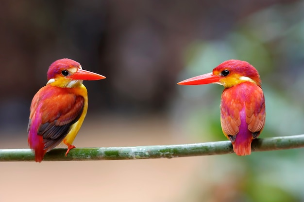 Kingfisher à dos roux Ceyx rufidorsus Beaux oiseaux de Thaïlande