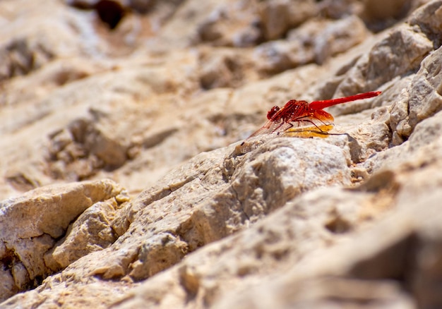 Photo kirby's dropwing trithemis kirbyi perché sur un rocher