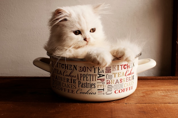 Kitty dans un pot