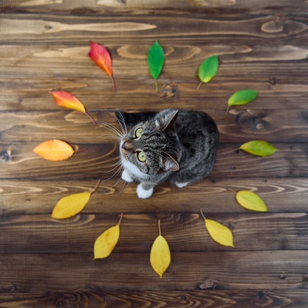 Kitty Drôle De Maison Assis Sur Un Fond En Bois Au Milieu Du Cercle De Feuilles D'automne. Beaux Animaux De Compagnie.