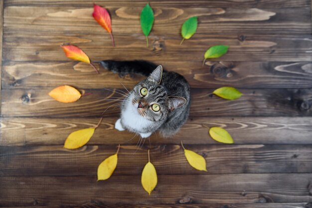 Kitty drôle de maison assis sur un fond en bois au milieu du cercle de feuilles d'automne et en regardant la caméra. Beaux animaux de compagnie.