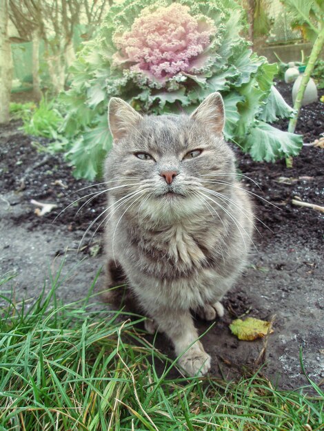 Kitty jouant dans le jardin au soleil. Chat dans le pré