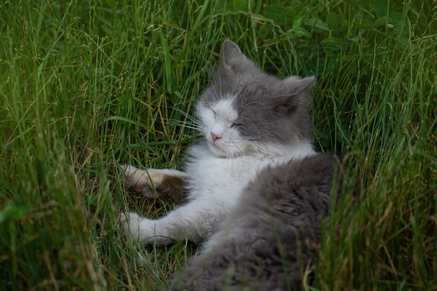 Kitty jouant dans le jardin au soleil. Chat sur le sentier. Chat duveteux gris en parterre de fleurs. Mignon petit chaton dans le jardin