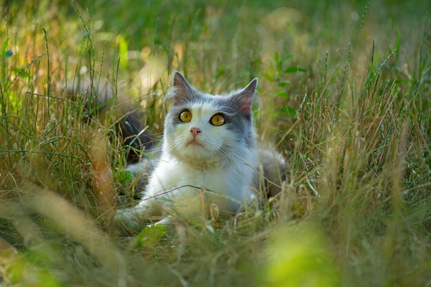 Kitty jouant dans le jardin au soleil. Chat sur le sentier. Chat duveteux gris en parterre de fleurs. Mignon petit chaton dans le jardin