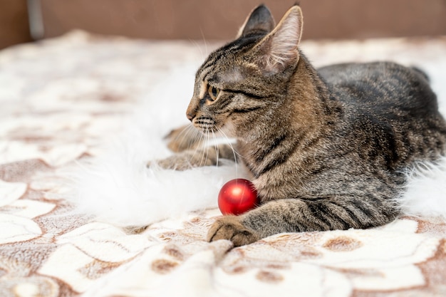 Kitty joue avec une balle rouge allongée sur son canapé préféré