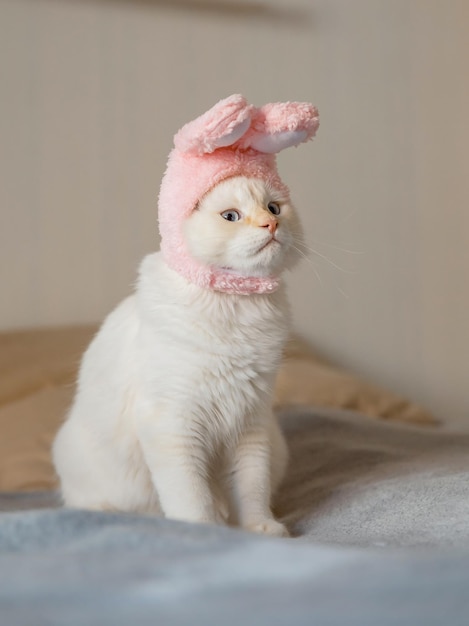 Kitty mignon regarde la caméra dans un costume de lapin. Le chat porte un joli chapeau avec des oreilles de lapin. Ha